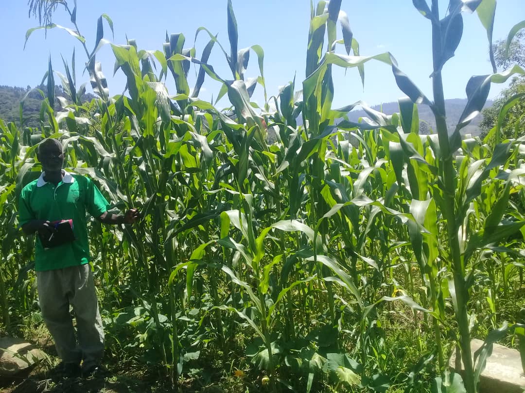 Mr Malangha crop maize before Idai 2